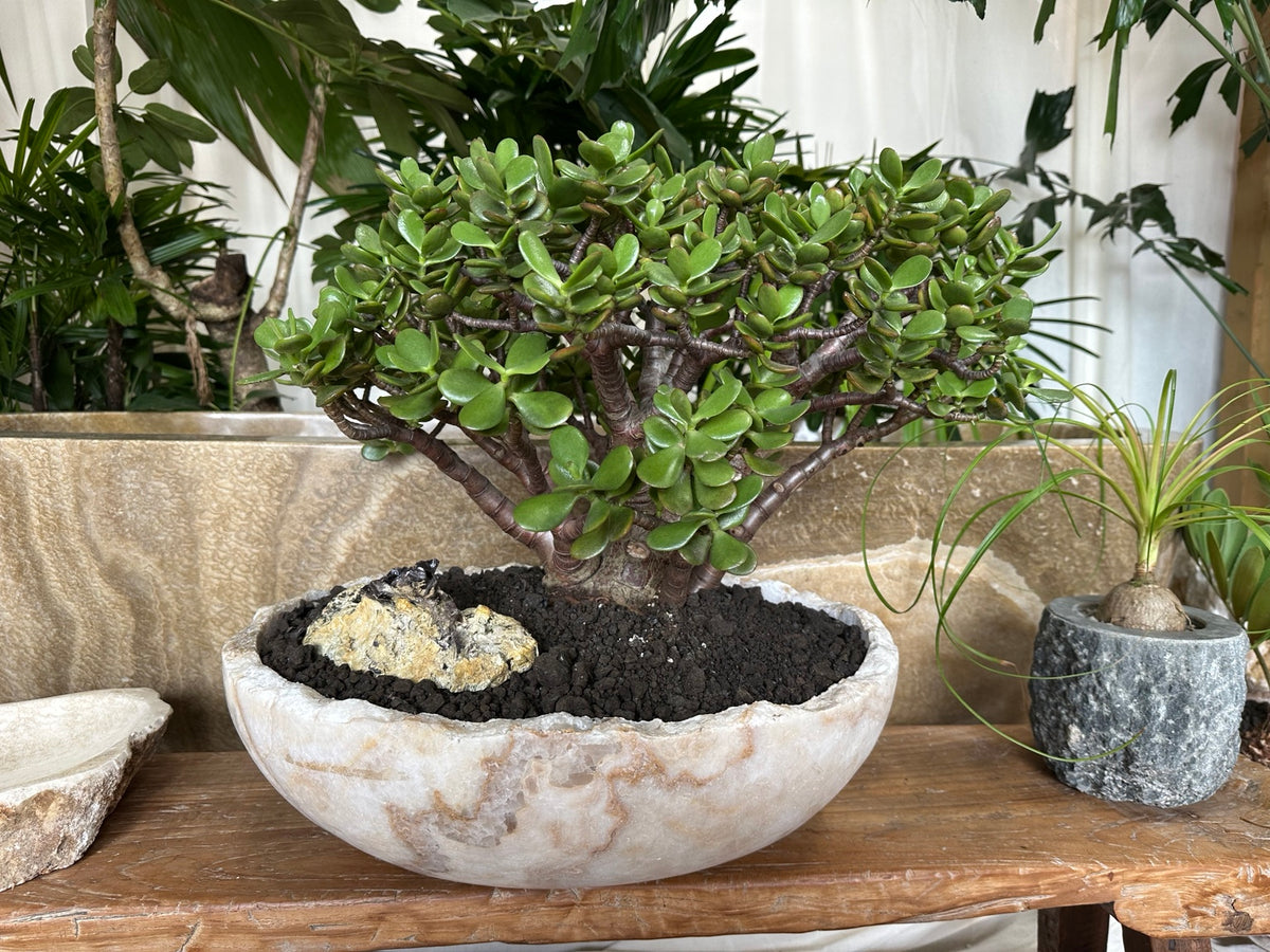 Jade tree in a natural onyx planter with axinite crystals and green epidote